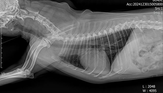강아지 폐 엑스레이 판독부탁드립니다의 1번 째 이미지