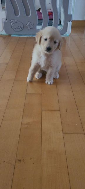 새끼 골든 리트리버 다리를 절어요 병원가봐야할까요?의 0번 째 이미지