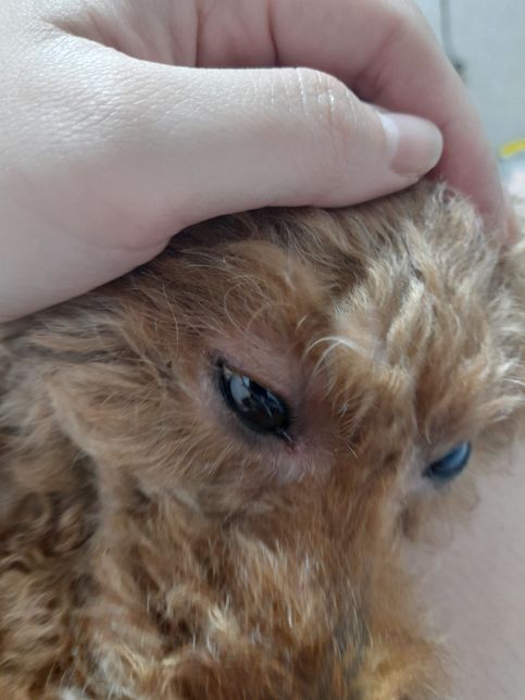 눈꺼풀위에 빨간물집?혹같은게 갑자기 생겼는데 왜그럴까요?의 2번 째 이미지