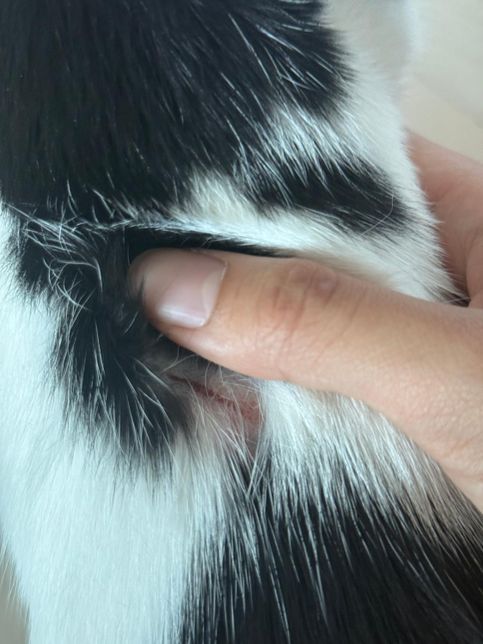 고양이 뒷 목덜미쪽 긁힌? 상처가 있습니다의 2번 째 이미지