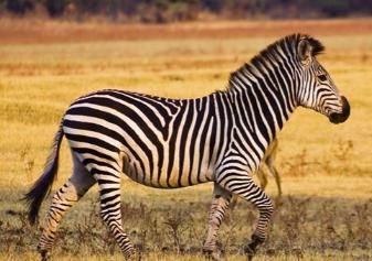 얼룩말이 하얀줄을 가진 말이라는데 검은 줄 아닌가요?의 0번 째 이미지