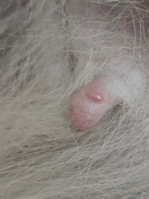 강아지 젖에 뭔가 나왔는데 뭘까요..의 0번 째 이미지