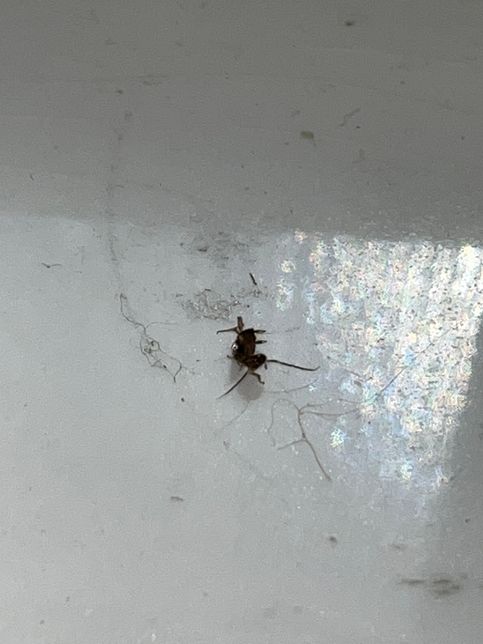 바퀴벌레 새끼인가요 벌레 판별 부탁드립니다의 0번 째 이미지