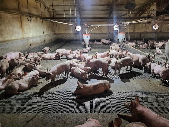 개와 말, 소 뿐만 아니라 돼지도 사람을 공격할 수 있는 무서운 가축인가요?의 3번 째 이미지