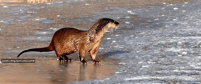 수달은 겨울에 두껍게 털갈이만 잘해도 차가운 얼음물 속에서 방수가 잘 되나요?의 1번 째 이미지