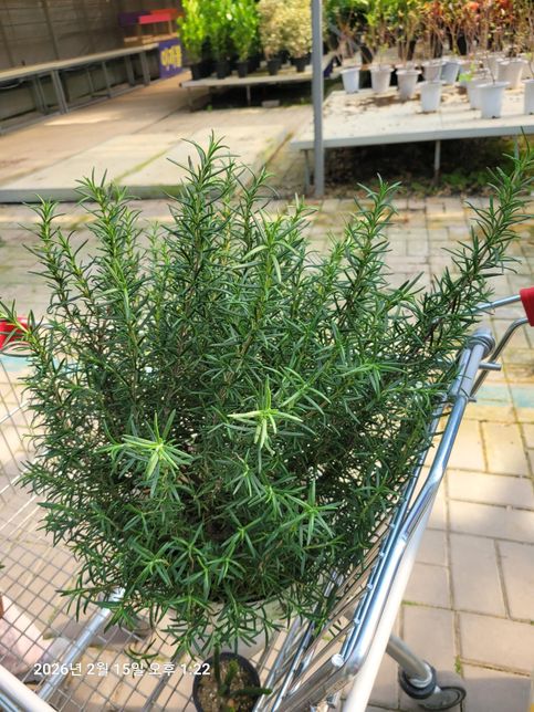 로즈마리 화분 아파트 실내 키워도 가능한지 알려 주셍ᆢ의 0번 째 이미지