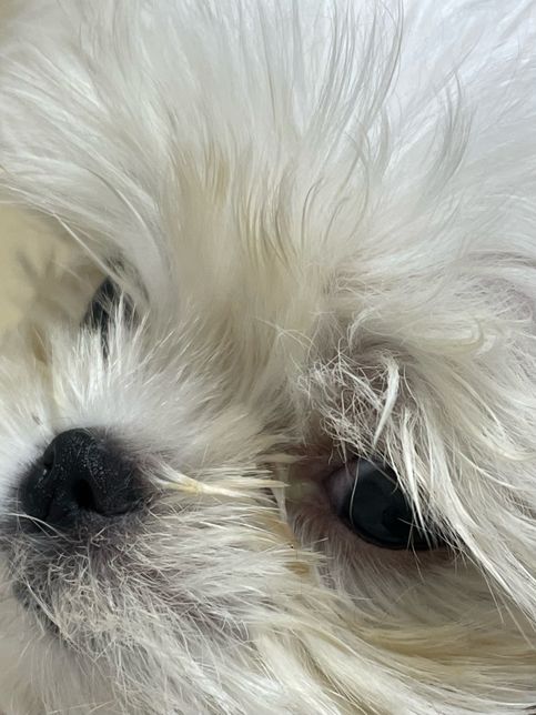 2개월 된 아기강아지 눈곱상태 좀 봐주세요…의 0번 째 이미지