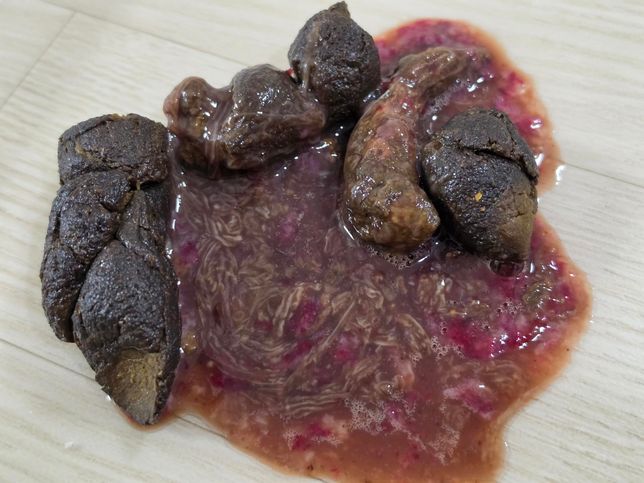 혈토, 혈변을 하는 반려견 증상에 대해 의심되는 질환이 무엇일지 궁금해요의 1번 째 이미지