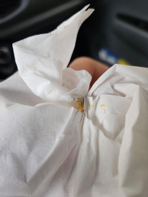 차에서 발견한 벌레 무슨벌레일까요?의 1번 째 이미지