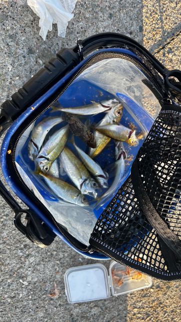 낚시로 잡았는데 무슨 물고기인가요??의 0번 째 이미지