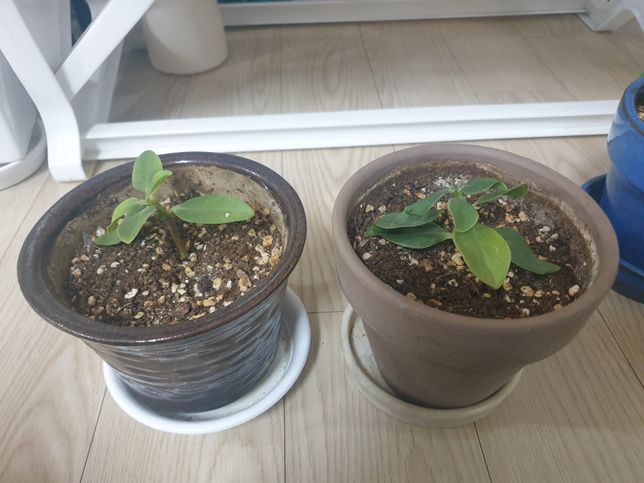 식물이 시들고 상태가 안좋아요...의 0번 째 이미지