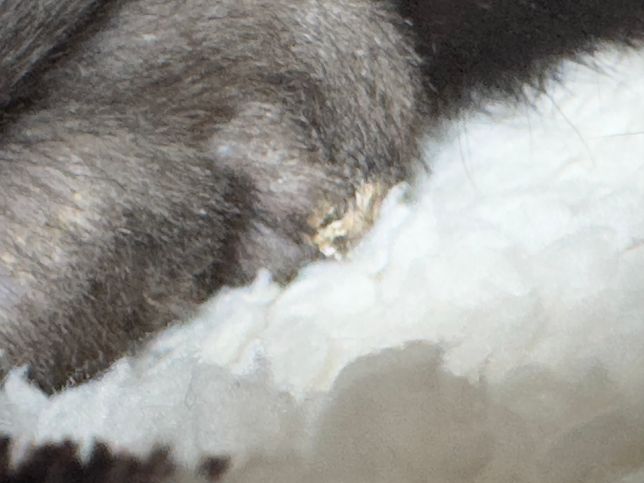 수컷 고양이 중성화 후 넥카라 기간 얼마나 해야할까요?의 0번 째 이미지