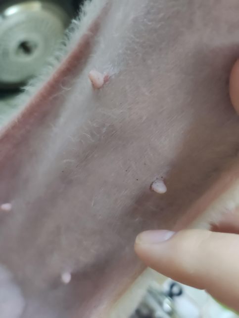 댕댕카솔 발라도 되나요??!?!?의 1번 째 이미지