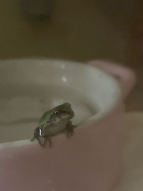 아기 청개구리 먹이로 0.5mm 밀웜 괜찮을까요?의 1번 째 이미지