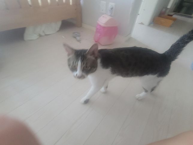 제가 고양이를 키우는데 종이 뭔지를 알수 있나요?의 1번 째 이미지