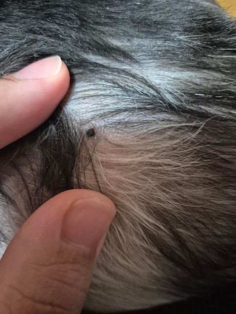 강아지 피부에 까만 돌이 있는데 이게 뭔가요?의 0번 째 이미지