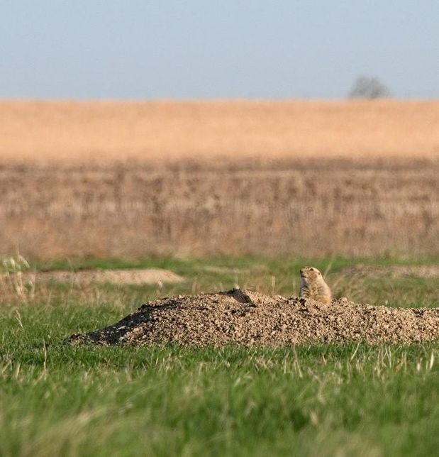 프레리도그와 마멋은 어떤 점에서 다람쥐에 가까운 친척이에요?의 0번 째 이미지