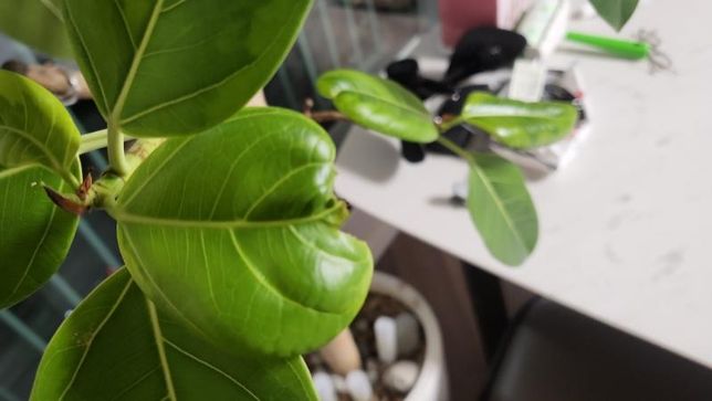 뱅갈고무나무 잎이 갈라져요..ㅠ이유좀 알려주실분의 1번 째 이미지