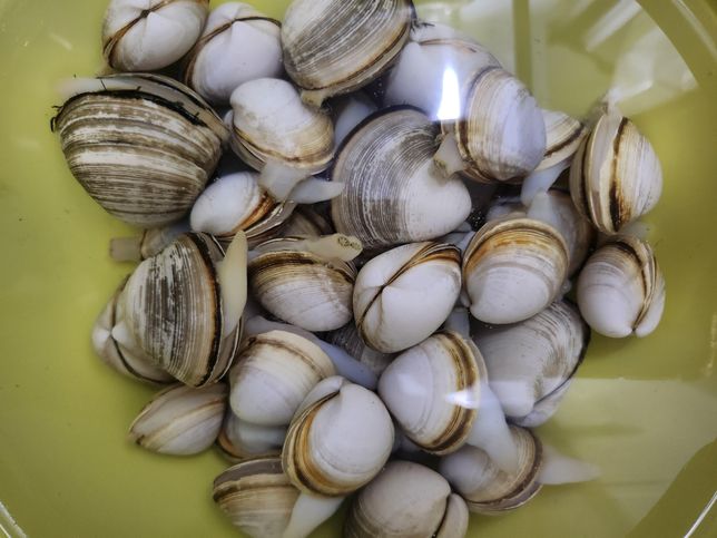 동죽조개 죽은걸까요?ㅈ.븝ㄷㅂㄷ의 0번 째 이미지