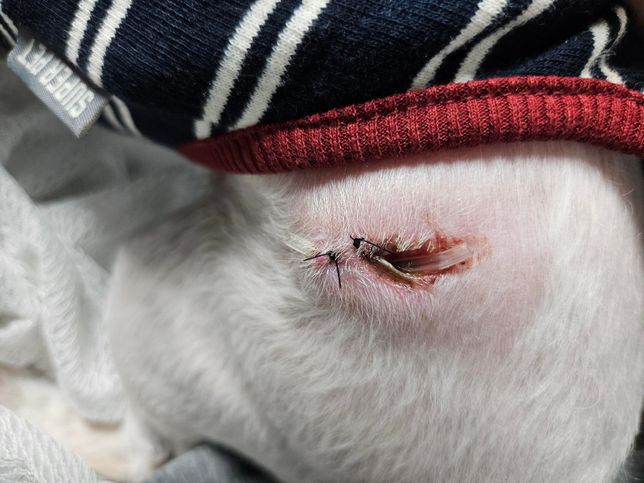 강아지 지방종 수술했는데 상처가 벌어진거같아요 사진첨부의 0번 째 이미지