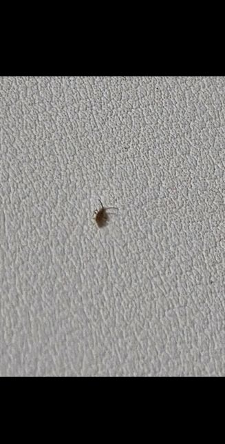 이거 바퀴벌레인가요?무슨벌레인가요?의 1번 째 이미지