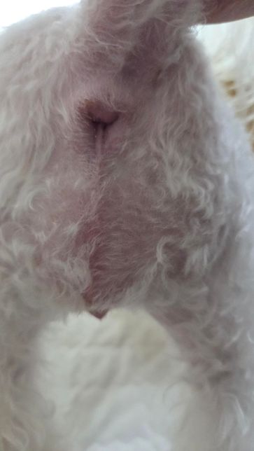 암컷 강아지 생식기에 빨간 선이 있는거 같은데의 0번 째 이미지