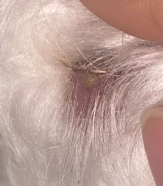 강아지 엉덩이쪽에 이거 뭘까요???의 0번 째 이미지