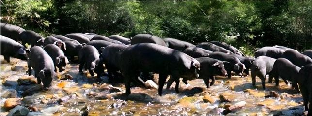돼지도 정말 하마와 코끼리처럼 물을 좋아하나요?의 2번 째 이미지
