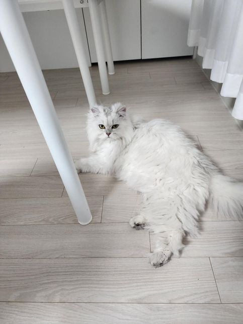 고양이 종을 알고 싶습니다 알려주세요의 0번 째 이미지