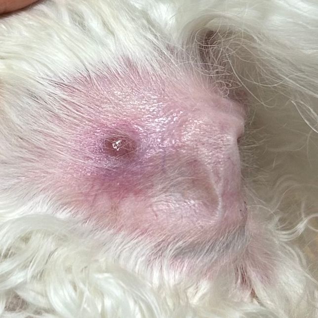 강아지 귀에 염증생김, 혈관이 터진건가요?의 0번 째 이미지