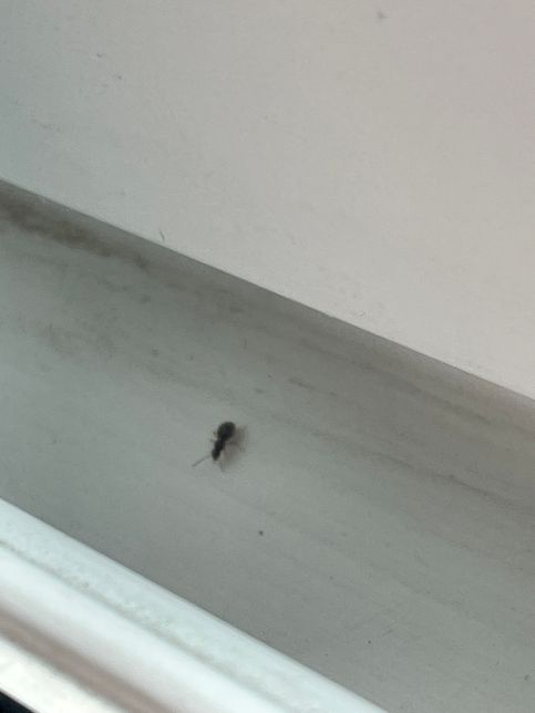 집에서 발견된 개미입니다. 무슨개미인지와 해결방법 도와쥬십시오의 1번 째 이미지