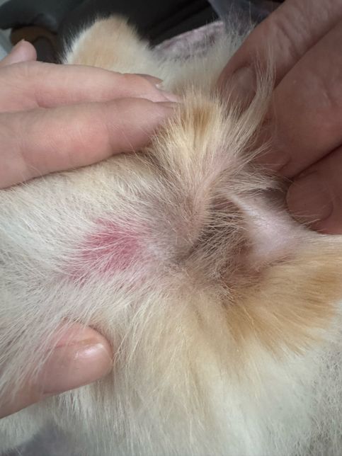 강아지 귀 주변에 피부 봐주셔요 ㅠㅠ!!의 0번 째 이미지