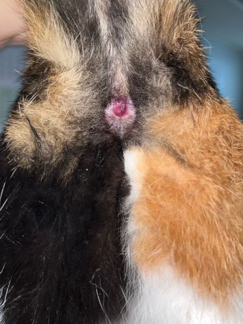 고양이 항문 주변이 붉게 부었는데 뭔가요?의 0번 째 이미지