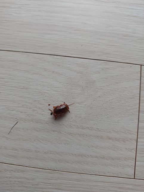 어떤 바퀴벌레 종류인지 궁금합니다.의 0번 째 이미지