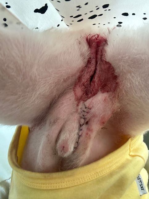 강아지 요도루조성술 후 피가 많이 나옴의 0번 째 이미지