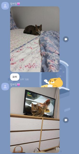 (고양이 합사) 새로 들어온 아기가 원래있던 애를 때려요 ㅠㅠ의 0번 째 이미지