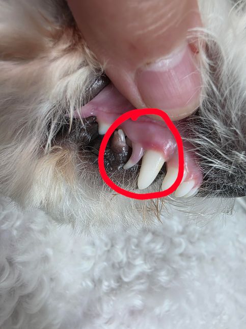 강아지 이빨이 핑크색으로 변했어요! 도와주세요의 1번 째 이미지