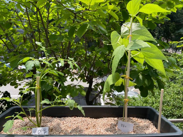강낭콩을 키우고 있는데 잎이 마르기 시작했는데 이유가 뭘까요?의 3번 째 이미지