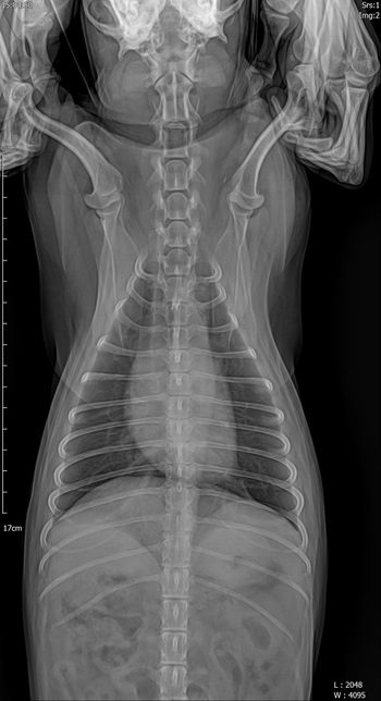 강아지 폐 엑스레이 판독부탁드립니다의 0번 째 이미지