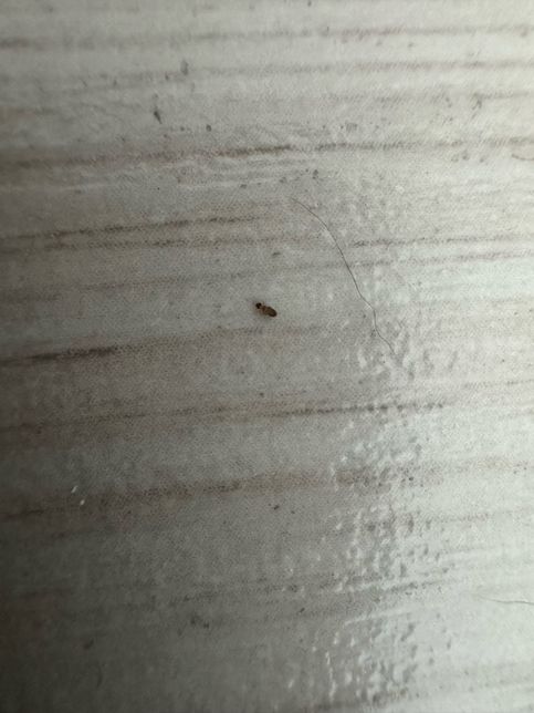 집벌레 종류가 뭘까요ㅠ 스트레스가 이만 저만이 아니네여..의 0번 째 이미지