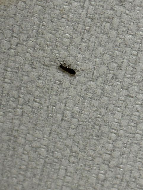 이거 바퀴벌레 유충인가요? 제발 알려주세요 바퀴면 빨리 방역부르게요의 0번 째 이미지