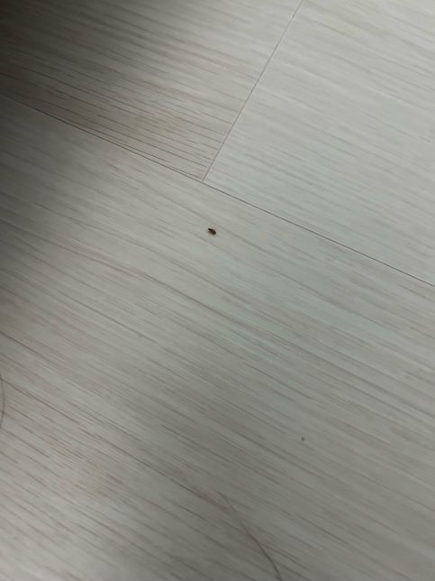 원룸 빈대 제발 간절합니다ㅜㅜㅜㅜㅜㅜ의 0번 째 이미지
