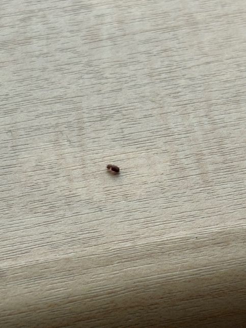 이 벌레 뭔지 좀 긴급히 알려주세요 집에 계속 나타나요 ㅠㅠ의 0번 째 이미지