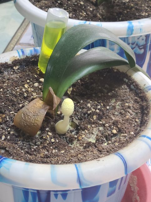 군자 화분에 이상한 봉우리가 올라왔어요의 0번 째 이미지