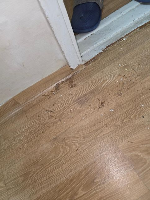 아침에 자고 일어났더니 미스테리한 톱밥이 생겼어요...의 0번 째 이미지