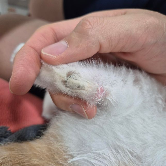 고양이 뒷다리 상처일까요..?질문드려요 ㅠ의 0번 째 이미지
