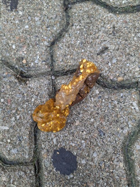 사진과 같은 강아지의 대변이 문제가 있는 것인지의 3번 째 이미지