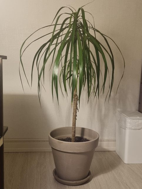 마지나타 분갈이 후 몸살 상태좀봐주세요의 0번 째 이미지