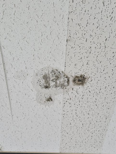 이것은 물이 스며들어 발생한 것일까요? 아니면 곰팡이 일까요?의 0번 째 이미지