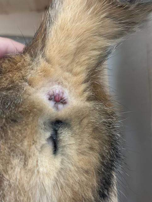 고양이 항문에 빨간색 혹이 보입니다.의 1번 째 이미지